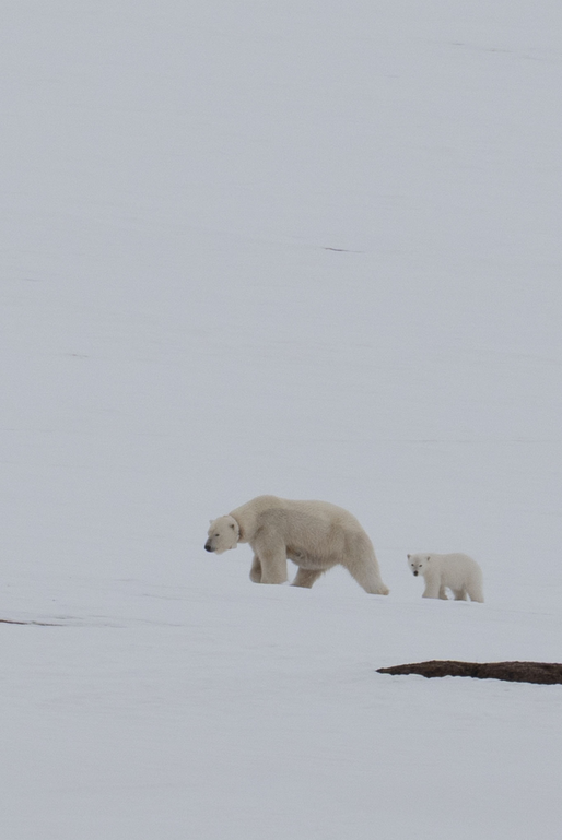 Een ijsbeer met haar jong wandelt over een sneeuwbedekte helling in Spitsbergen.