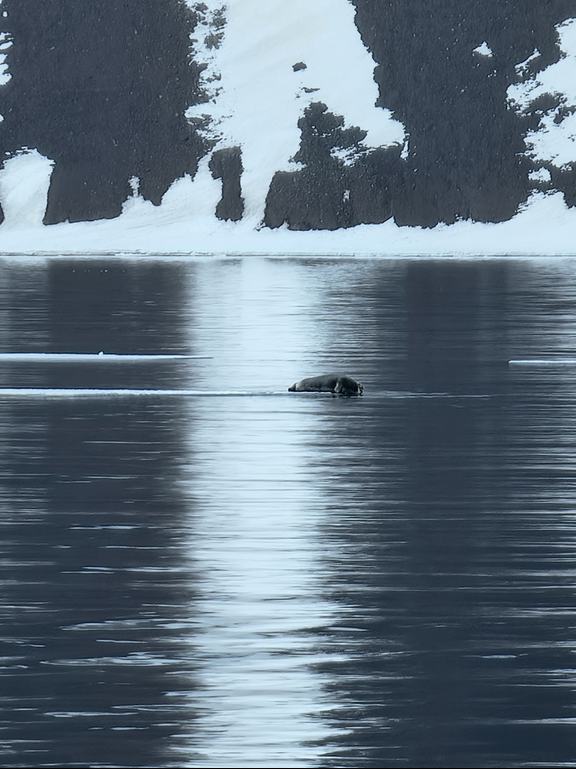 Een zeehond drijft op het kalme water van een fjord, omgeven door een besneeuwde bergomgeving.