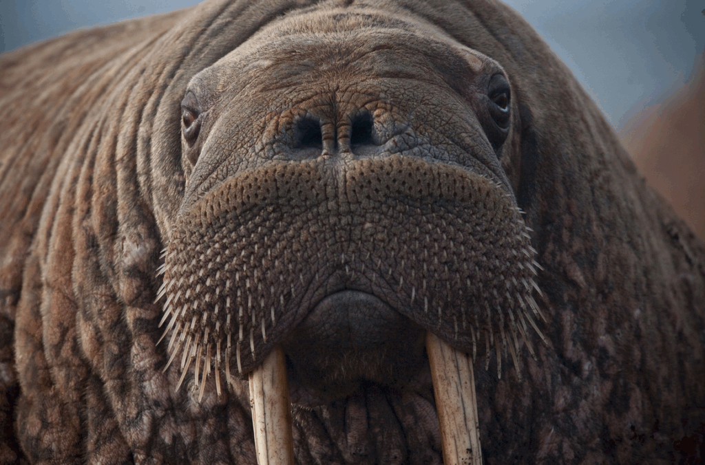 Close-up van een walrus met zichtbare slagtanden en een ruwe huid, gefocust op het gezicht van het dier.