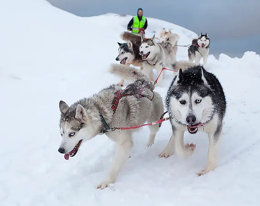 Huskytocht Barentszburg Spitsbergen