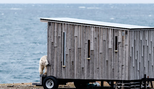 Wildlife Isfjord Radio Spitsbergen