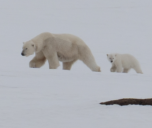 Een volwassen ijsbeer en een jong ijsbeertje lopen over het besneeuwde landschap.