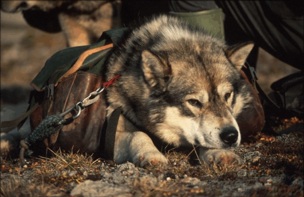 Een husky ligt op de grond met een tuigje en tassen, in een natuurlijke omgeving.