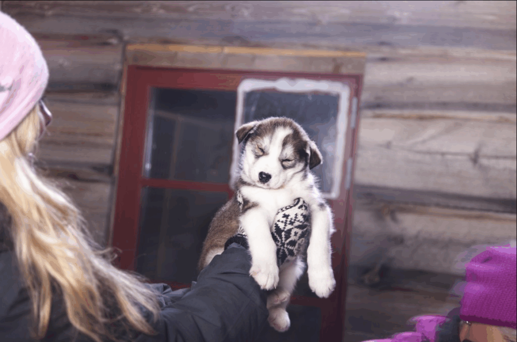 Een persoon houdt een schattige husky puppy vast, met een houten wand en een raam op de achtergrond.