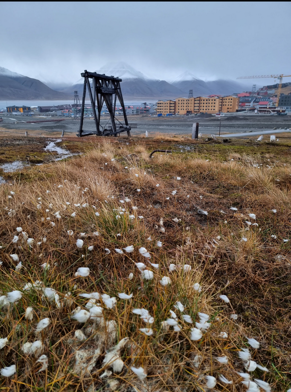 Een landschap in Spitsbergen met gras en witte bloemen op de voorgrond, een houten mijnconstructie en een gebouw op de achtergrond, omringd door bergen en een bewolkte lucht.
