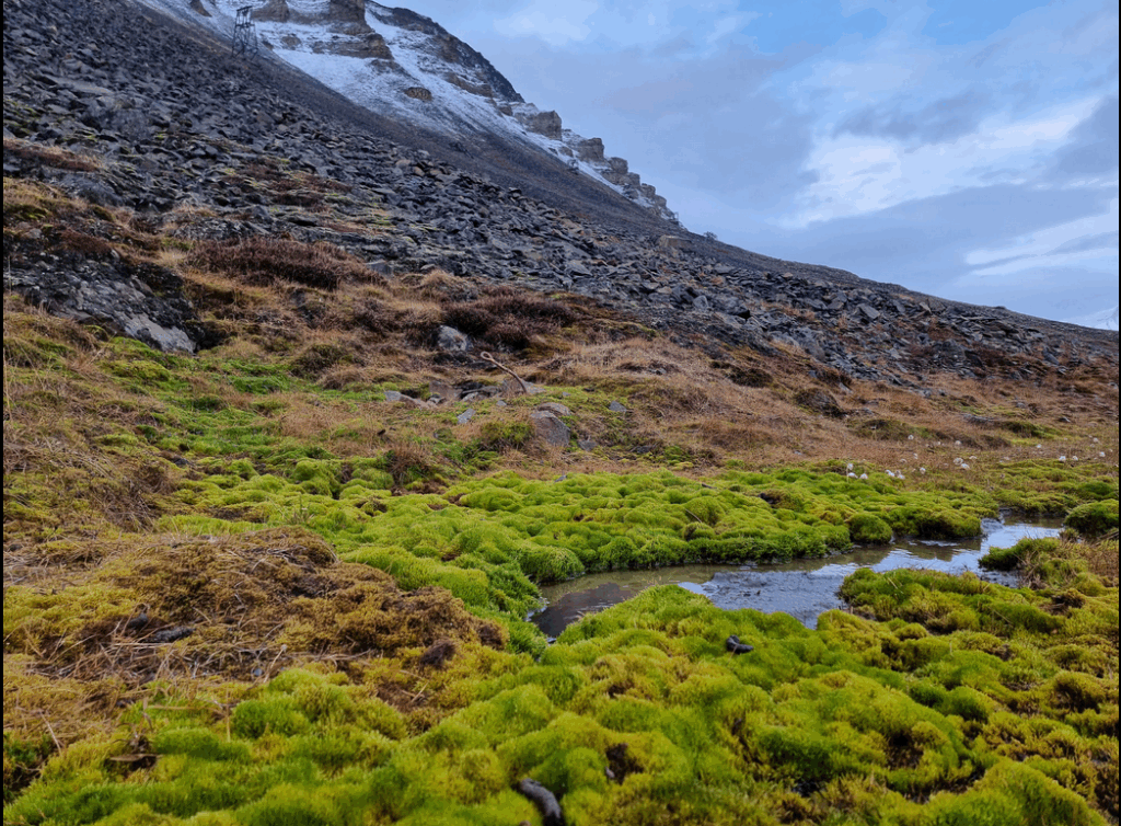 Een panoramisch uitzicht op een bergachtig landschap met groene mosbedekking en enkele rotsformaties, onder een bewolkte lucht.