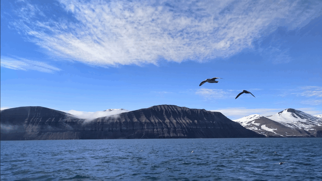 Uitzicht op een fjord met bergen en sneeuwbedekte toppen, onder een blauwe lucht met enkele wolken, terwijl vogels vliegen.