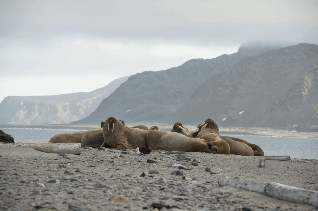 Een groep walrussen ligt ontspannen op een strand in Spitsbergen, met bergen op de achtergrond en een bewolkte lucht.