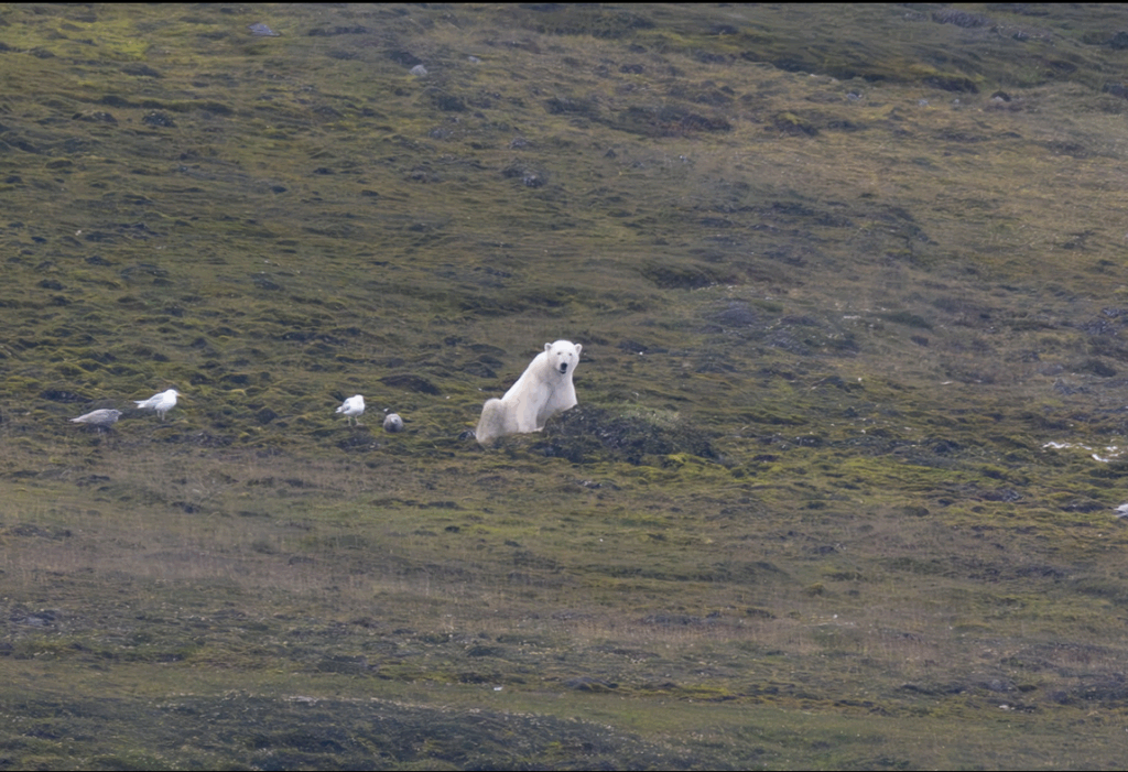 Een witte ijsbeer gefotografeerd op een groene, rotsachtige ondergrond in Spitsbergen, omringd door enkele meeuwen.