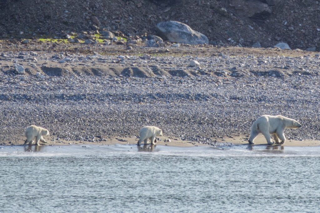 Een moeder ijsbeer met twee welpen wandelt langs de kustlijn op Spitsbergen, met een achtergrond van stenen en water.