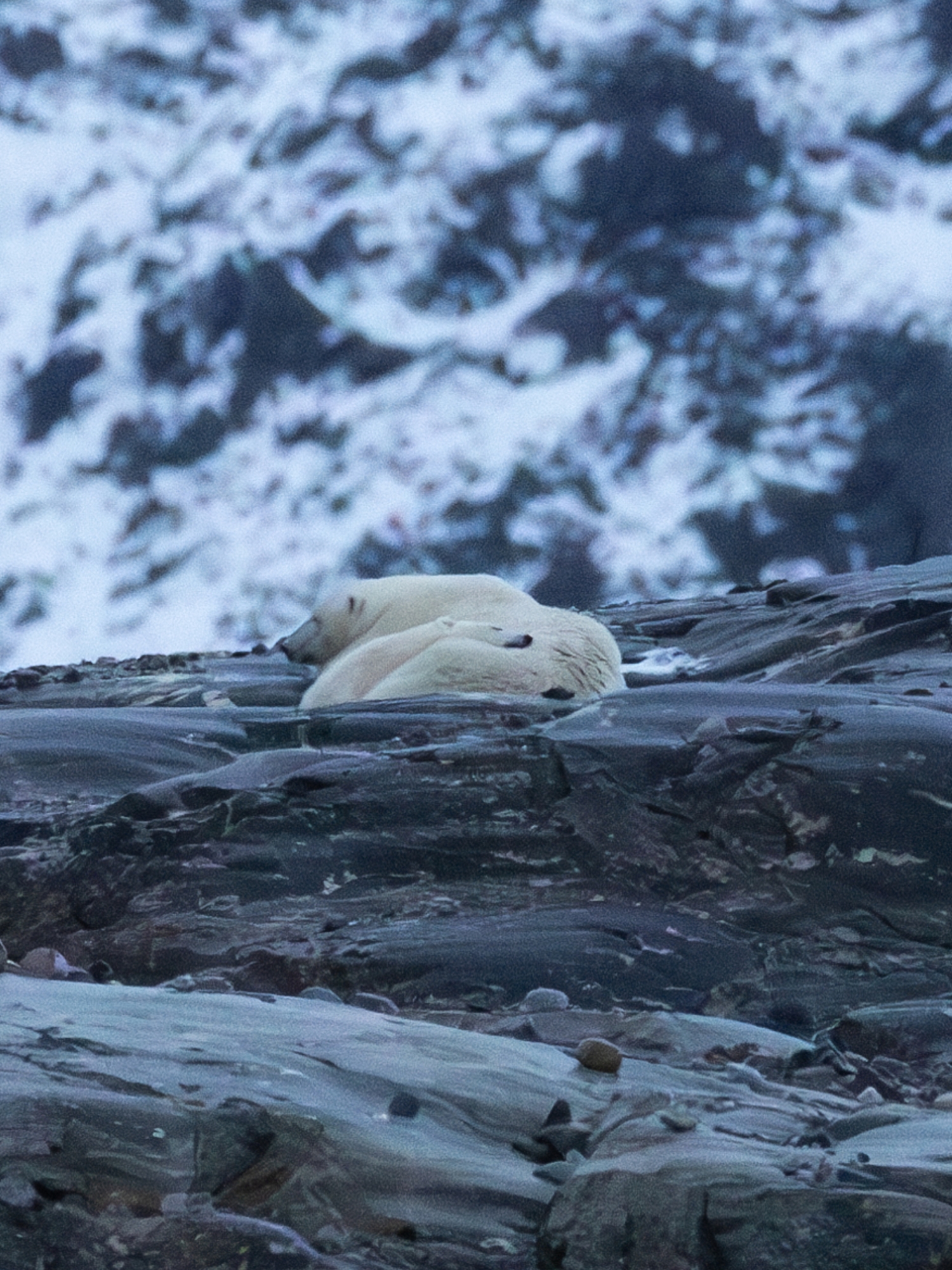 Wildlife-kalender Spitsbergen