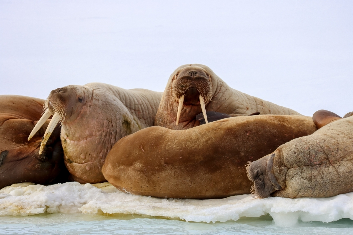 5 momenten waarop je vergeet hoe laat het is in mei op Spitsbergen